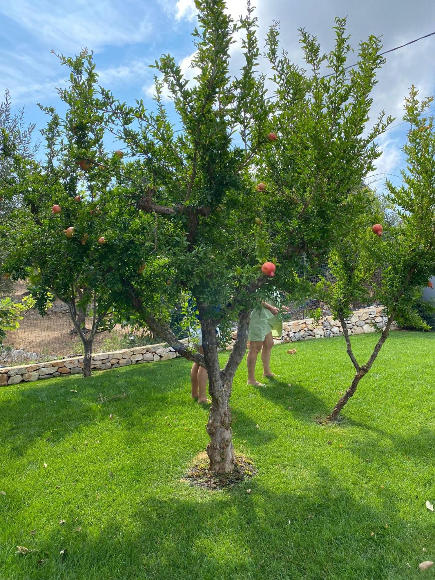 Terracielomare Apartments مونوبولي المظهر الخارجي الصورة